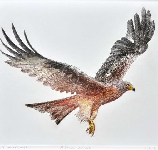Red kite /Kania ruda / Milvus milvus